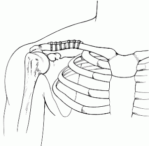 clavicle_drawing